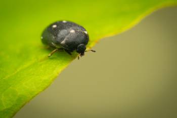 Two-spotted Carpet-beetle