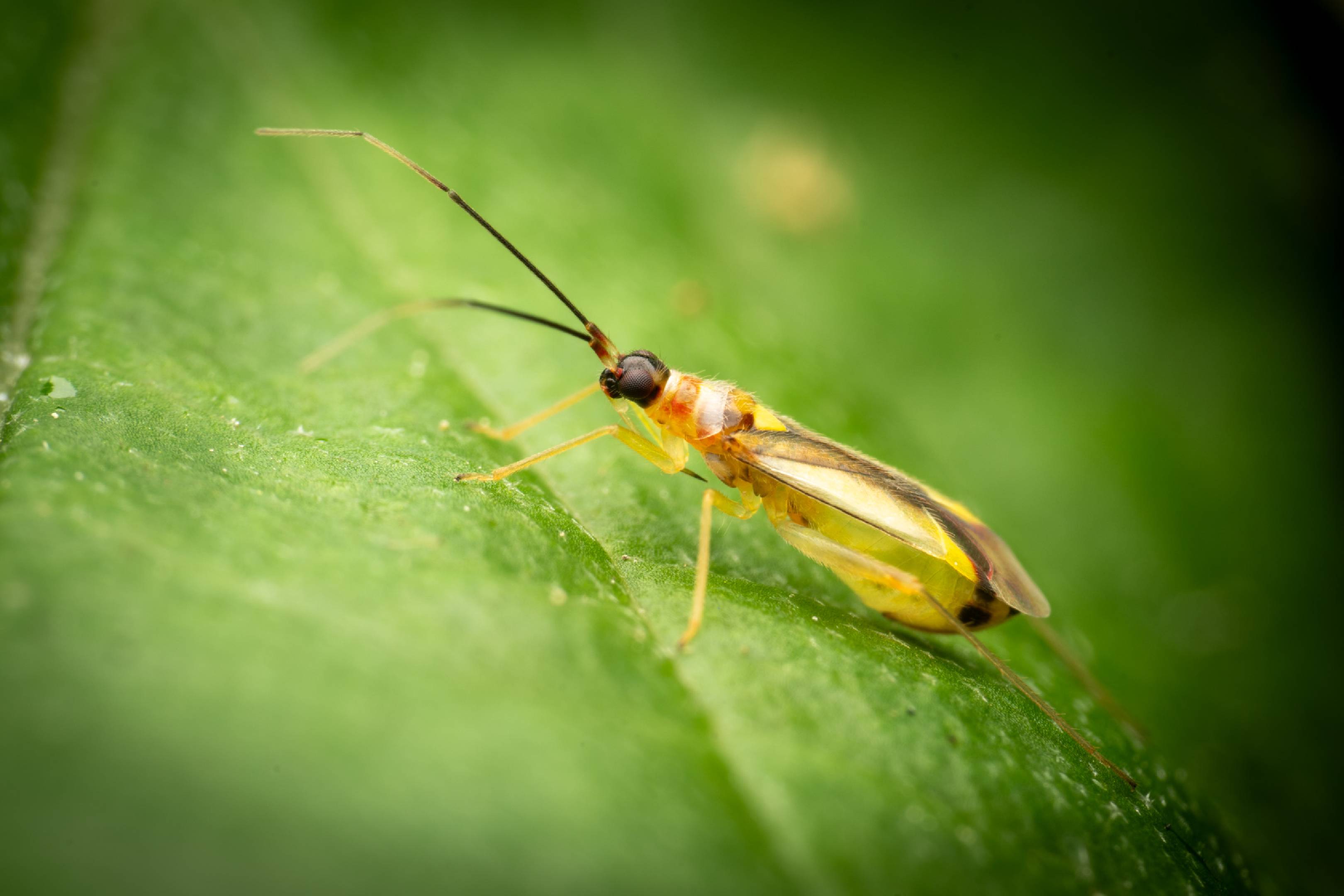 Campyloneura virgula