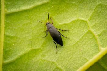 Anaspis frontalis