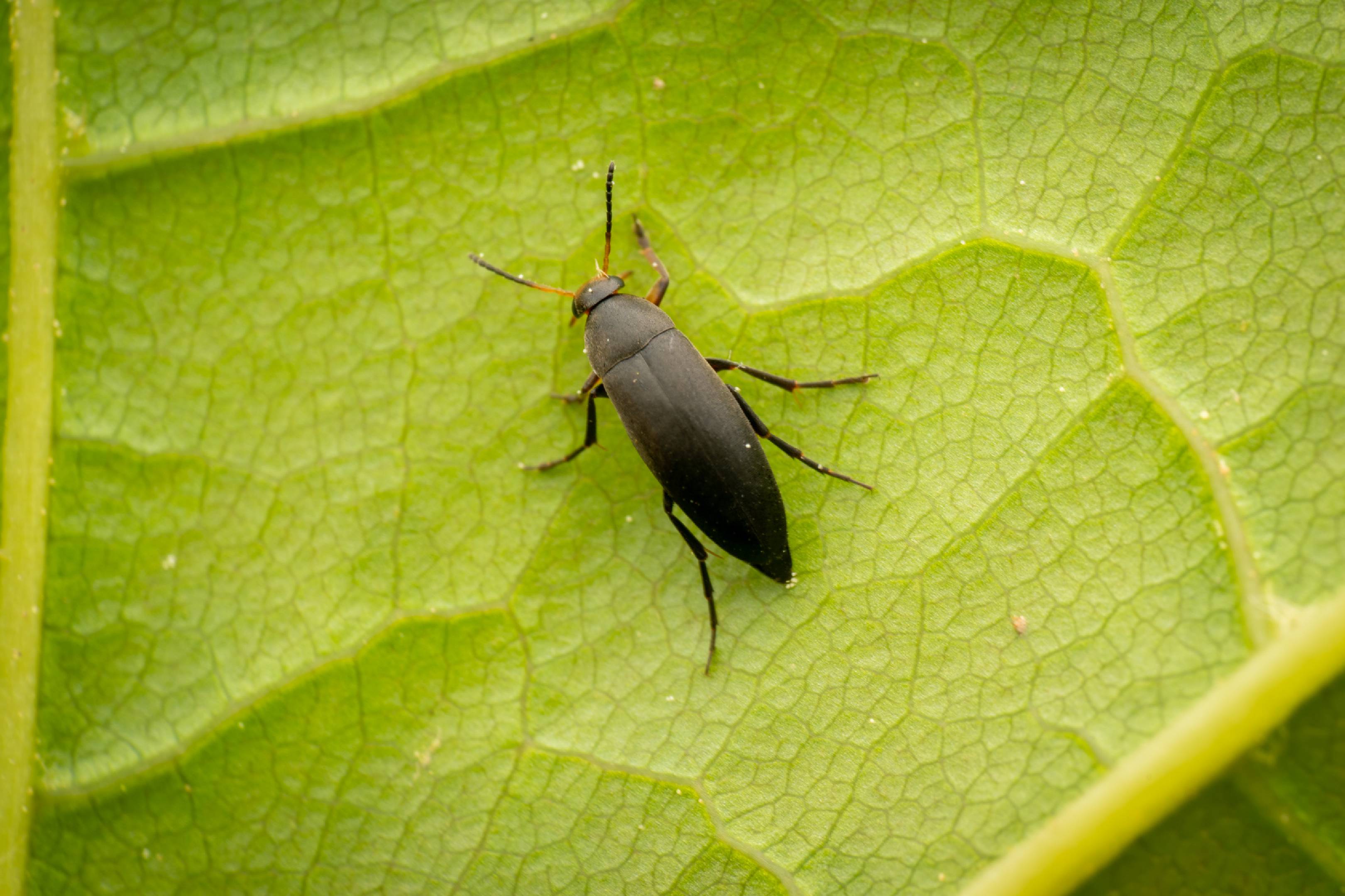 Anaspis frontalis