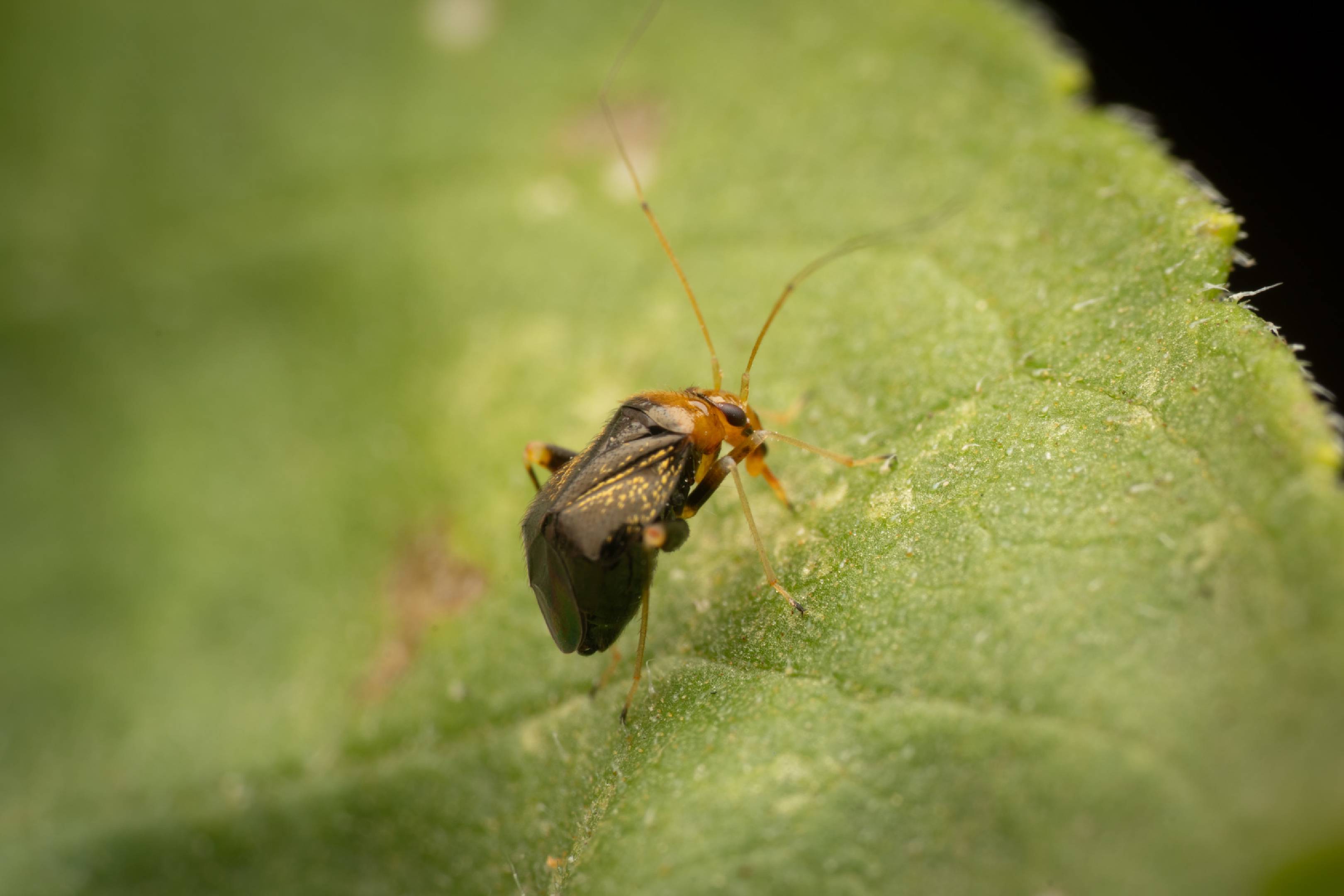 Halticus luteicollis