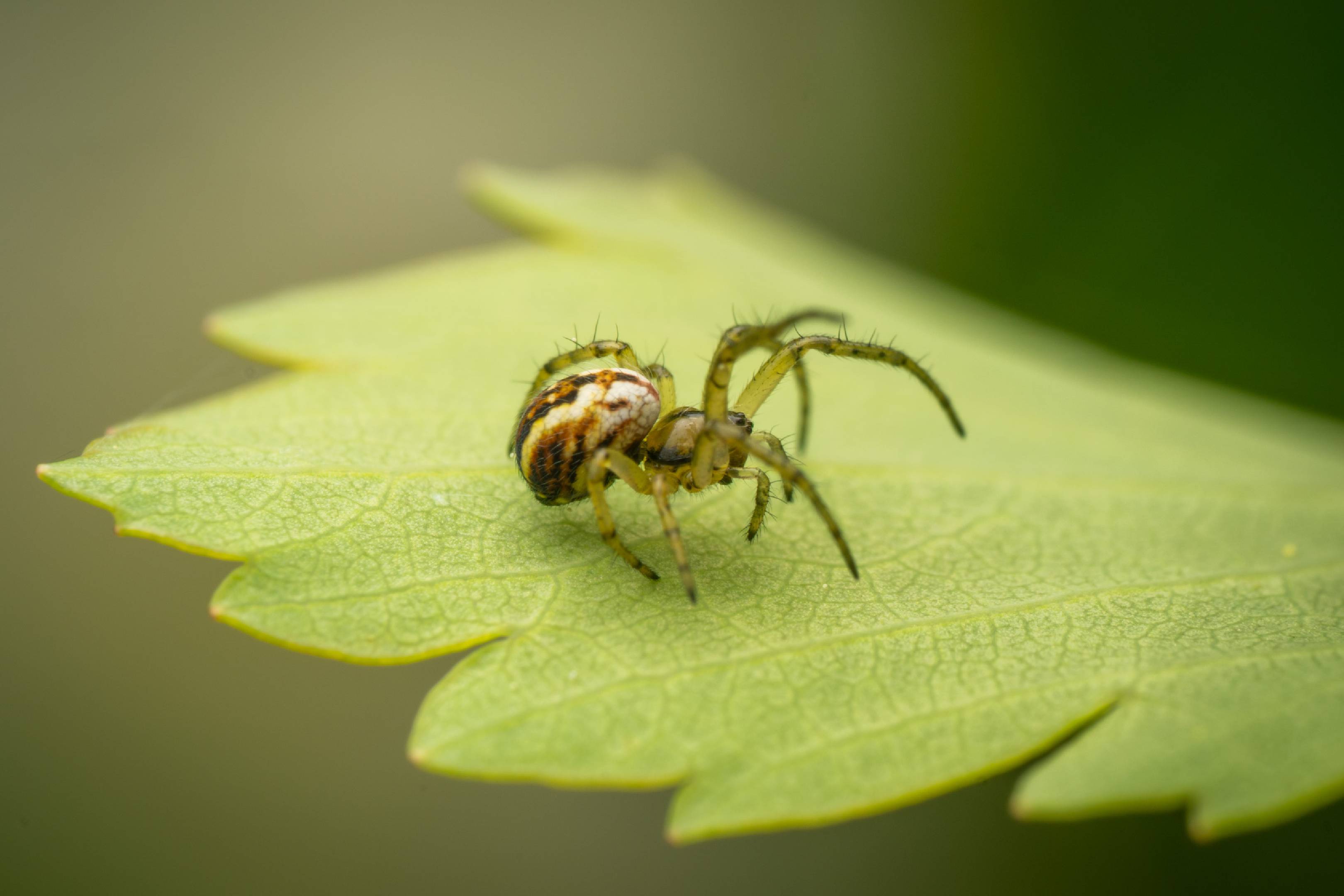 Cricket-bat Orbweaver