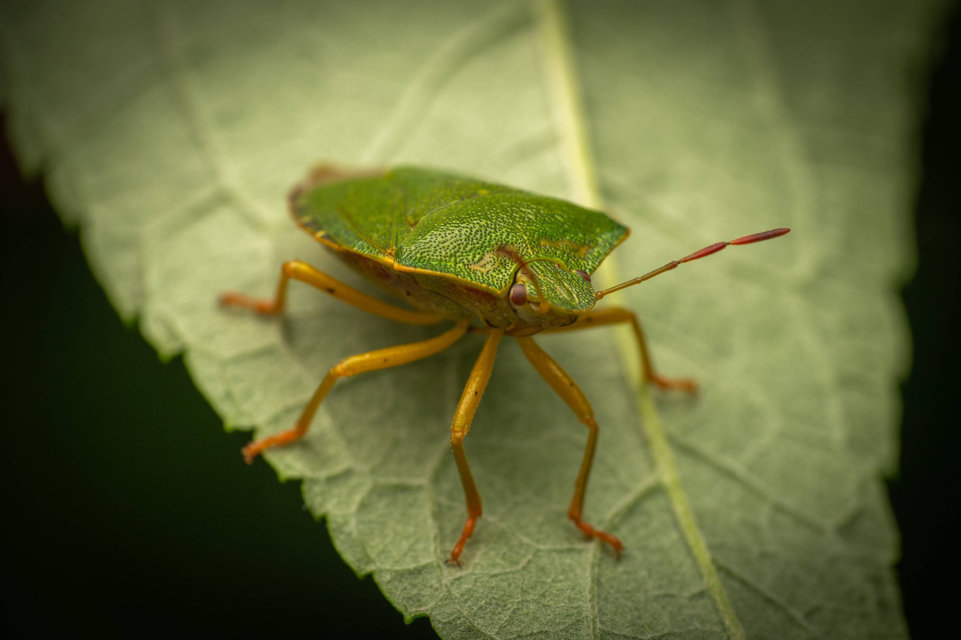 Green Shield Bug