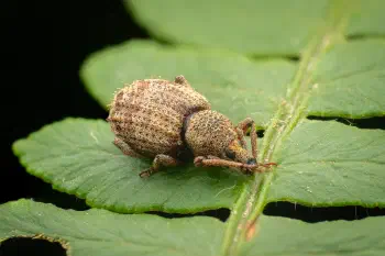 Otiorhynchus carinatopunctatus
