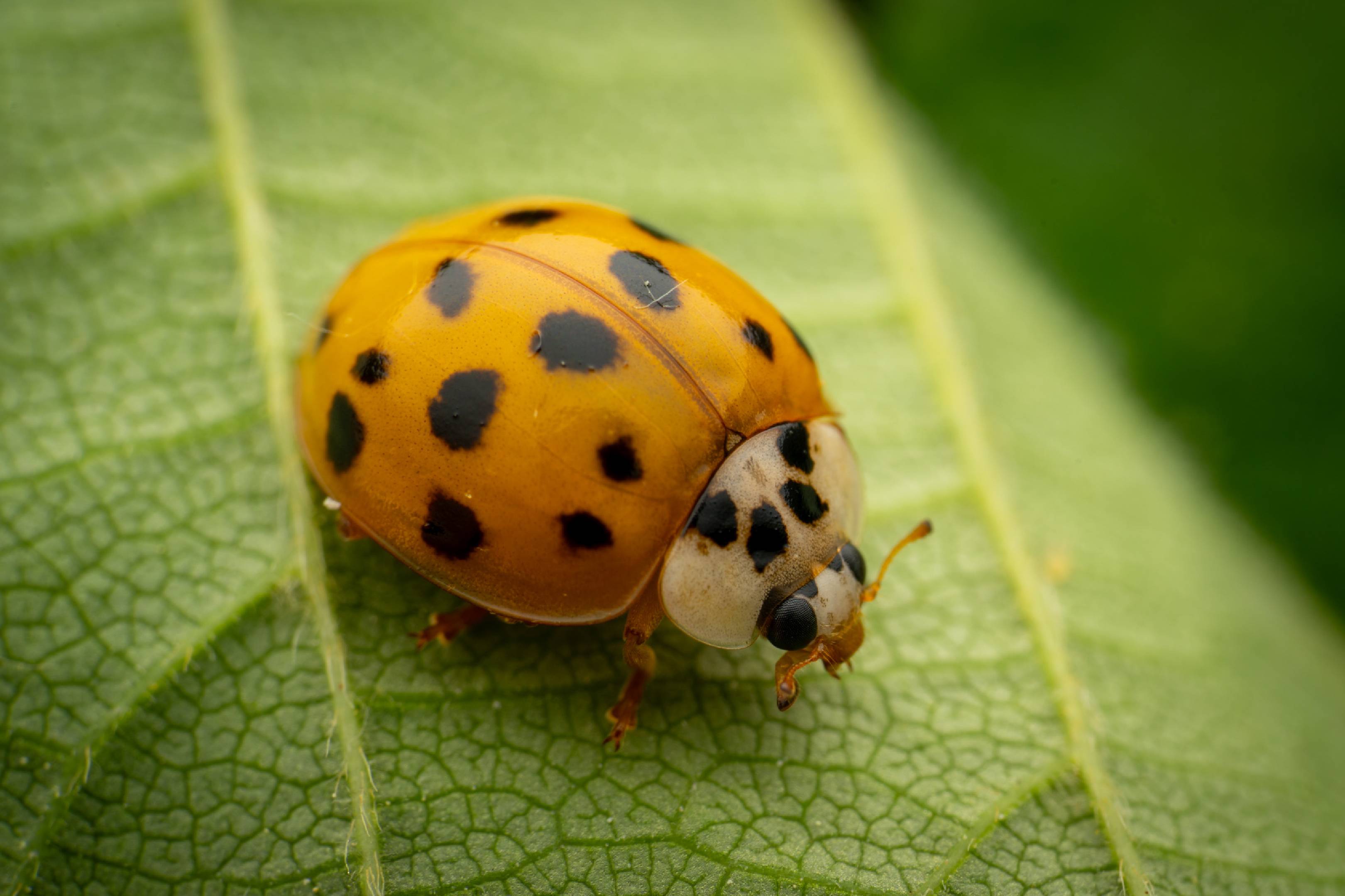Asian Lady Beetle