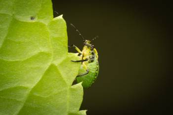 Green Shield Bug