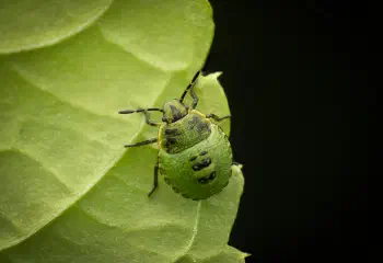 Green Shield Bug