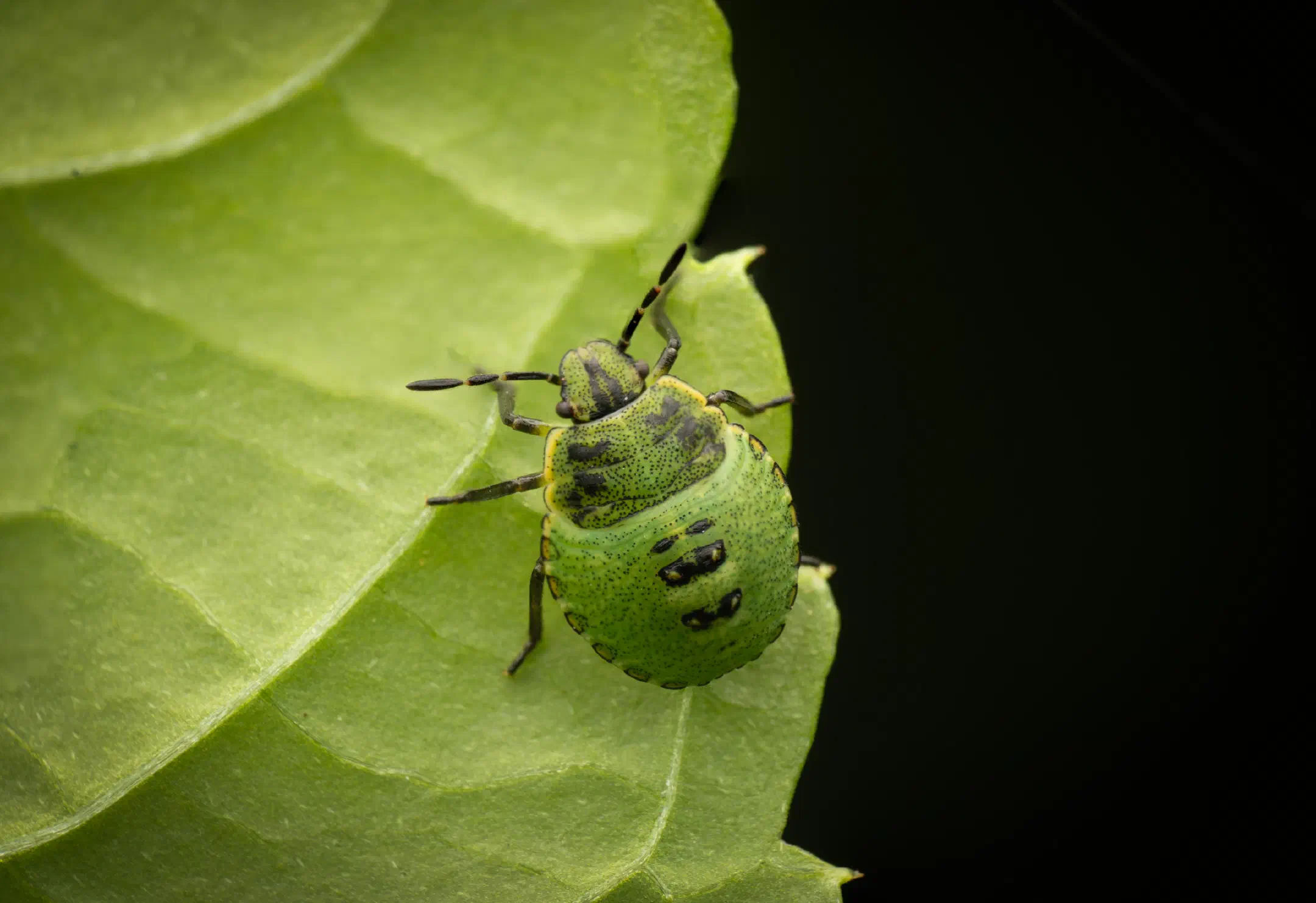 Green Shield Bug
