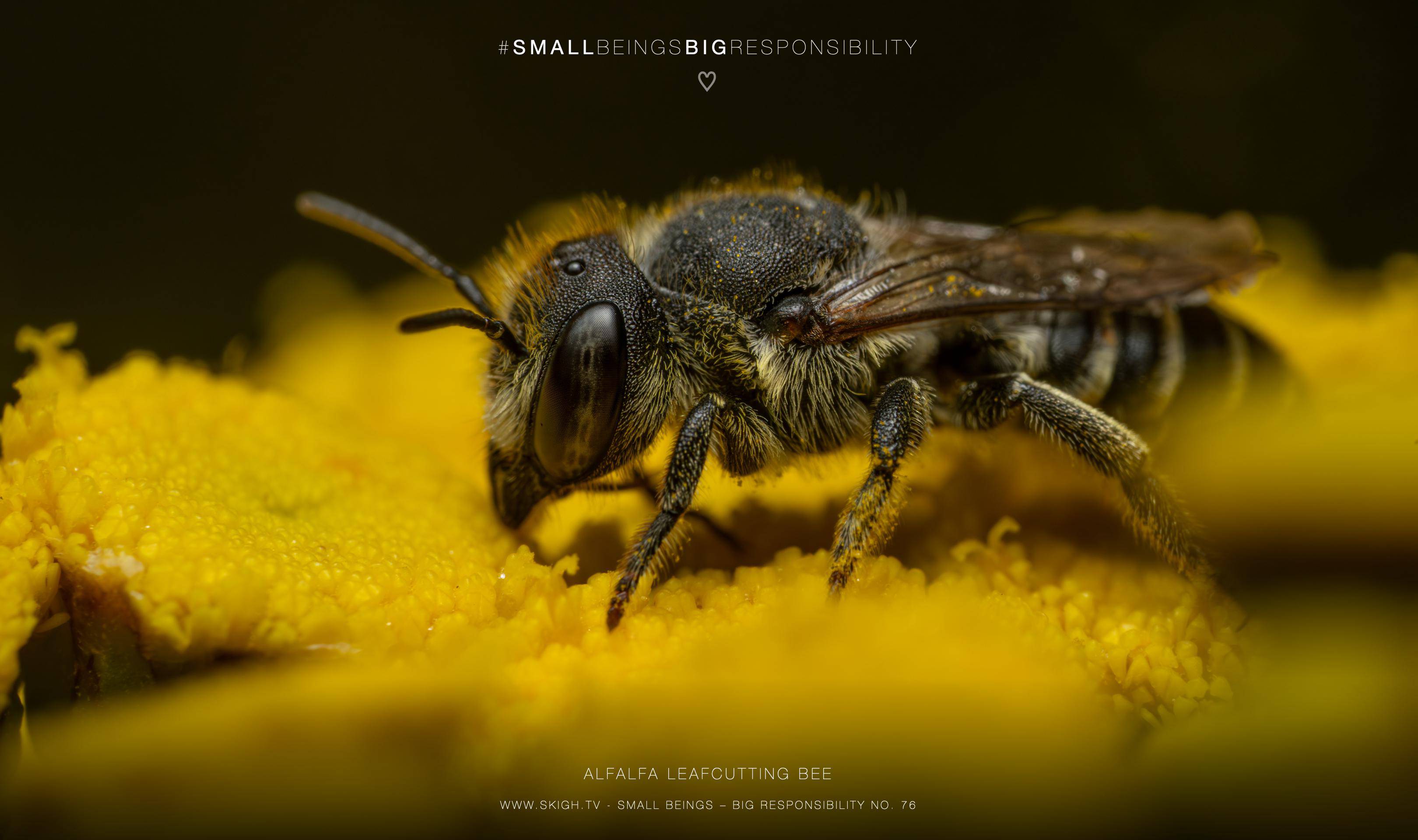 Alfalfa leafcutting bee