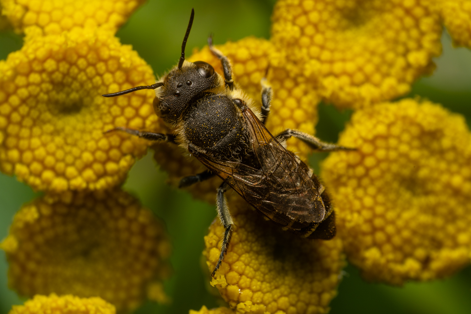 Alfalfa leafcutting bee