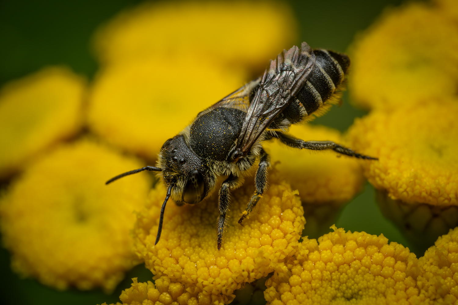 Alfalfa leafcutting bee