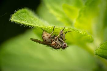 Common Tiger Fly