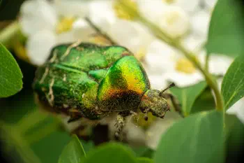 European Rose Chafer