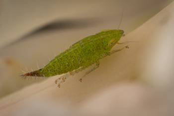 Privet Leafhopper | Privet Leafhopper