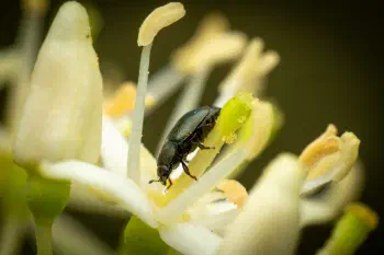 Common Pollen Beetle