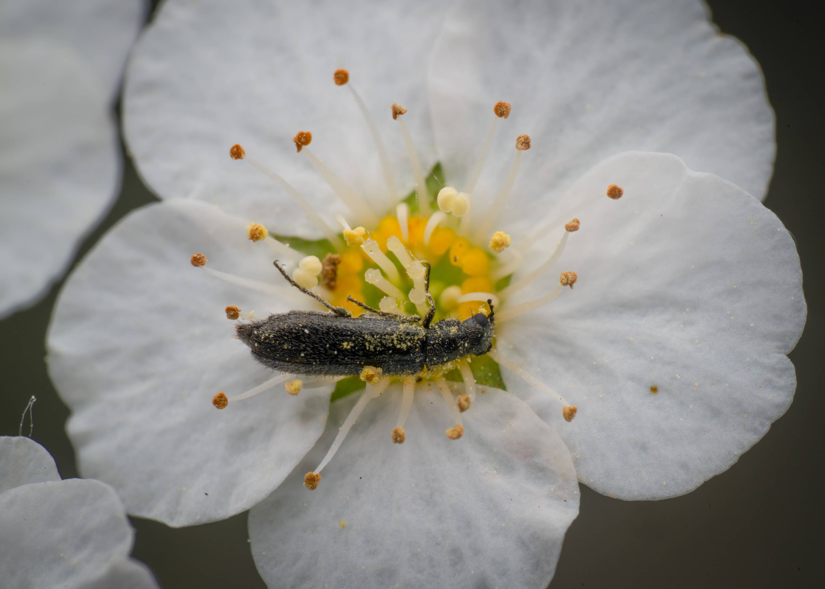 Dasytes plumbeus