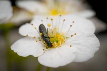 Dasytes plumbeus
