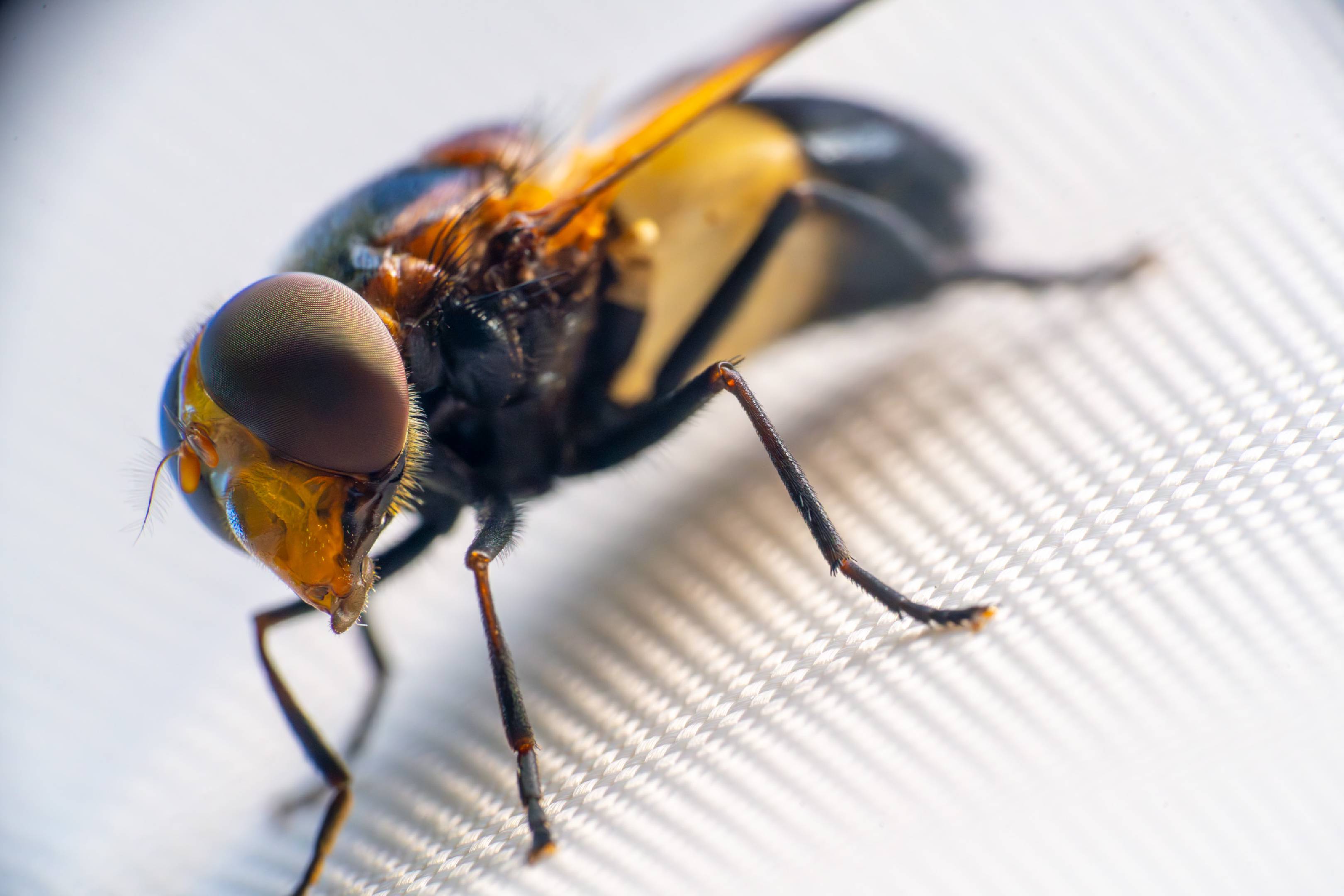 Pellucid Hover Fly
