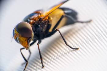 Pellucid Hover Fly