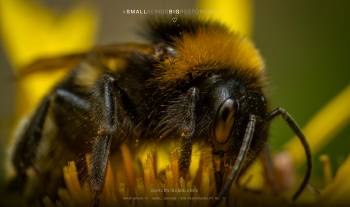 Garden bumblebee