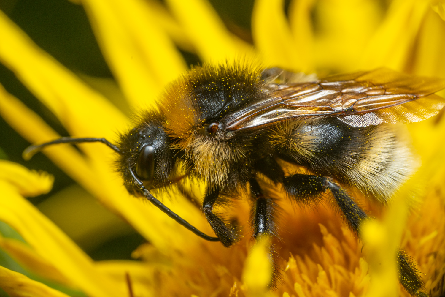 Garden bumblebee