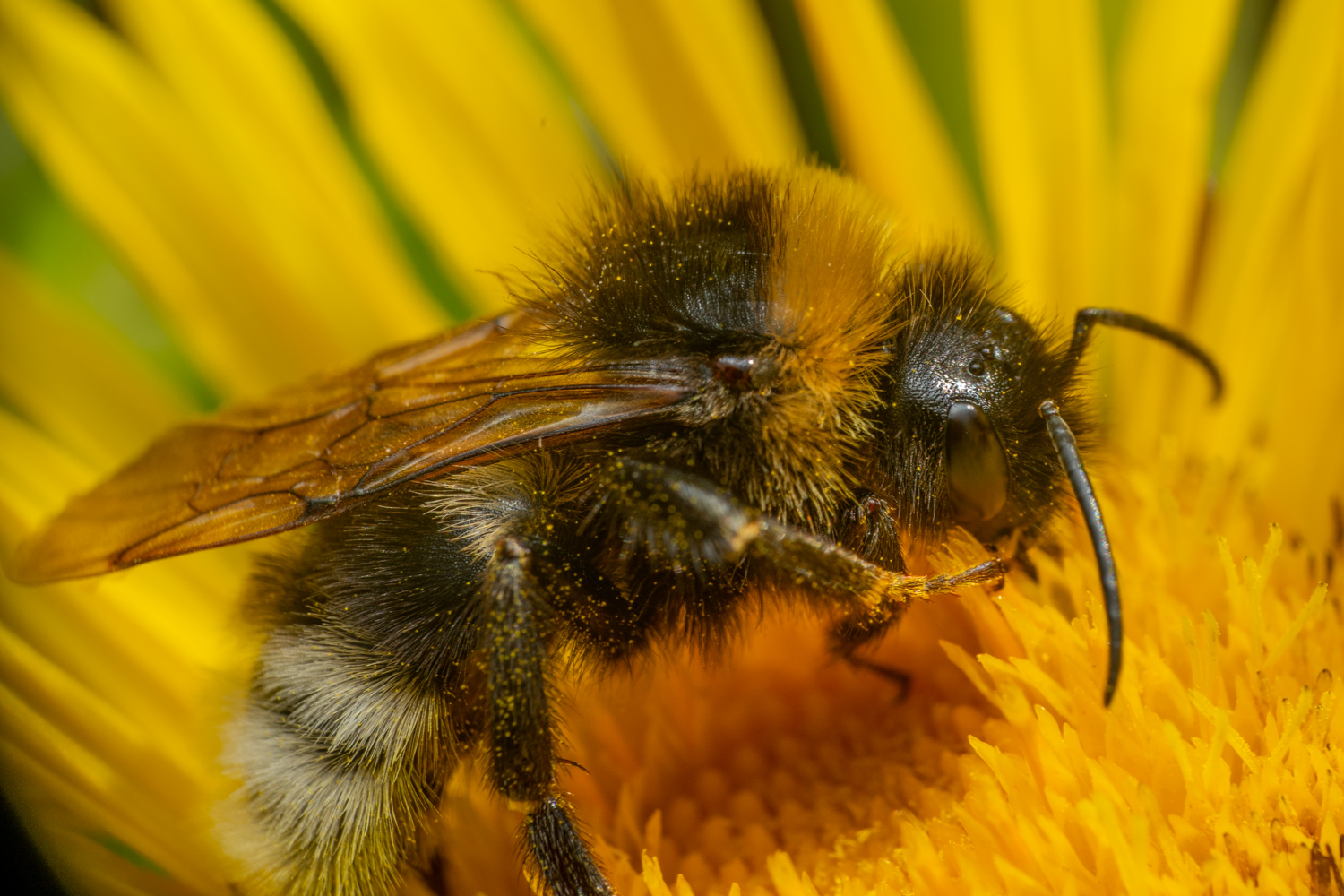 Garden bumblebee