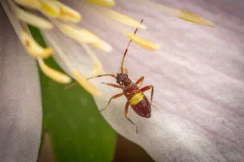 Closterotomus biclavatus