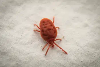 Trombidium holosericeum