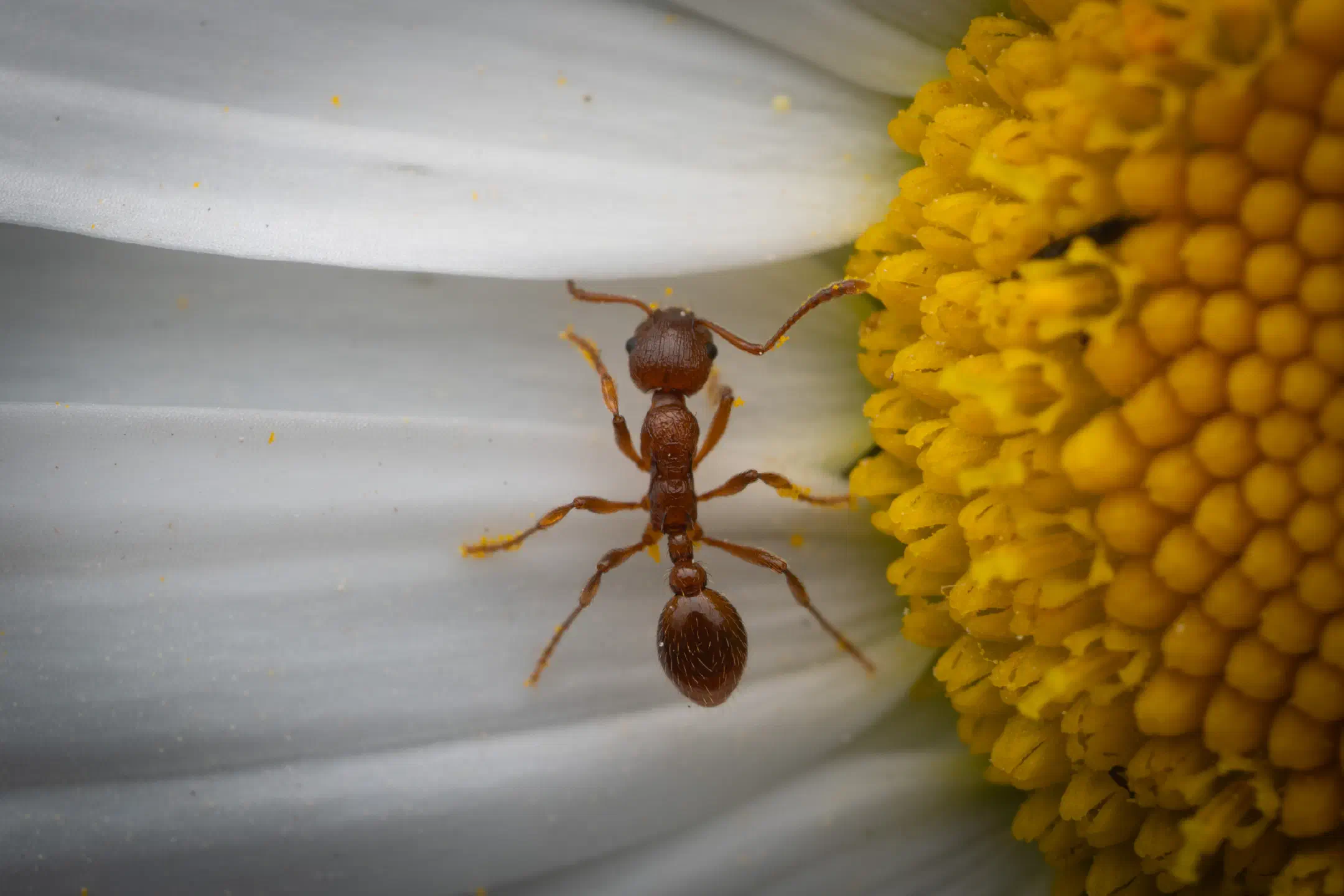European fire ant