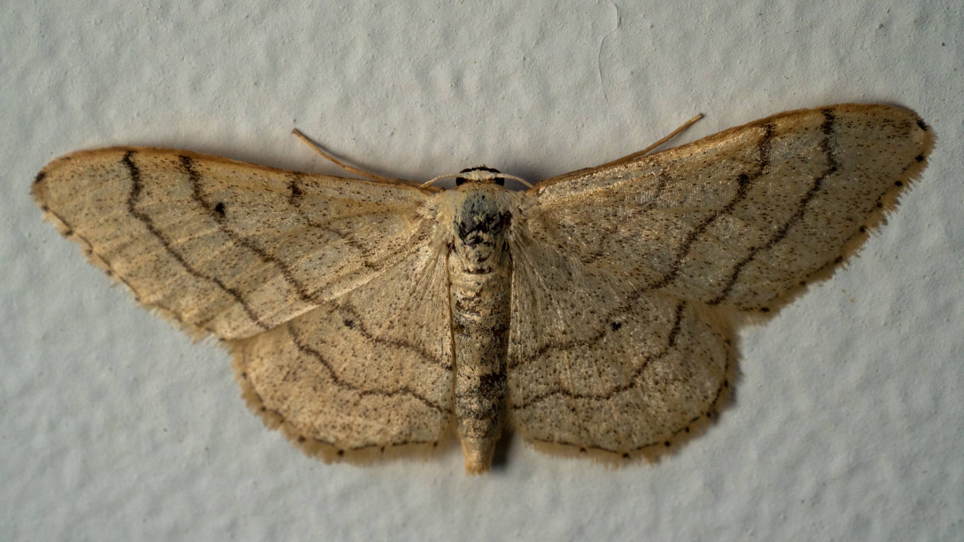 Riband Wave