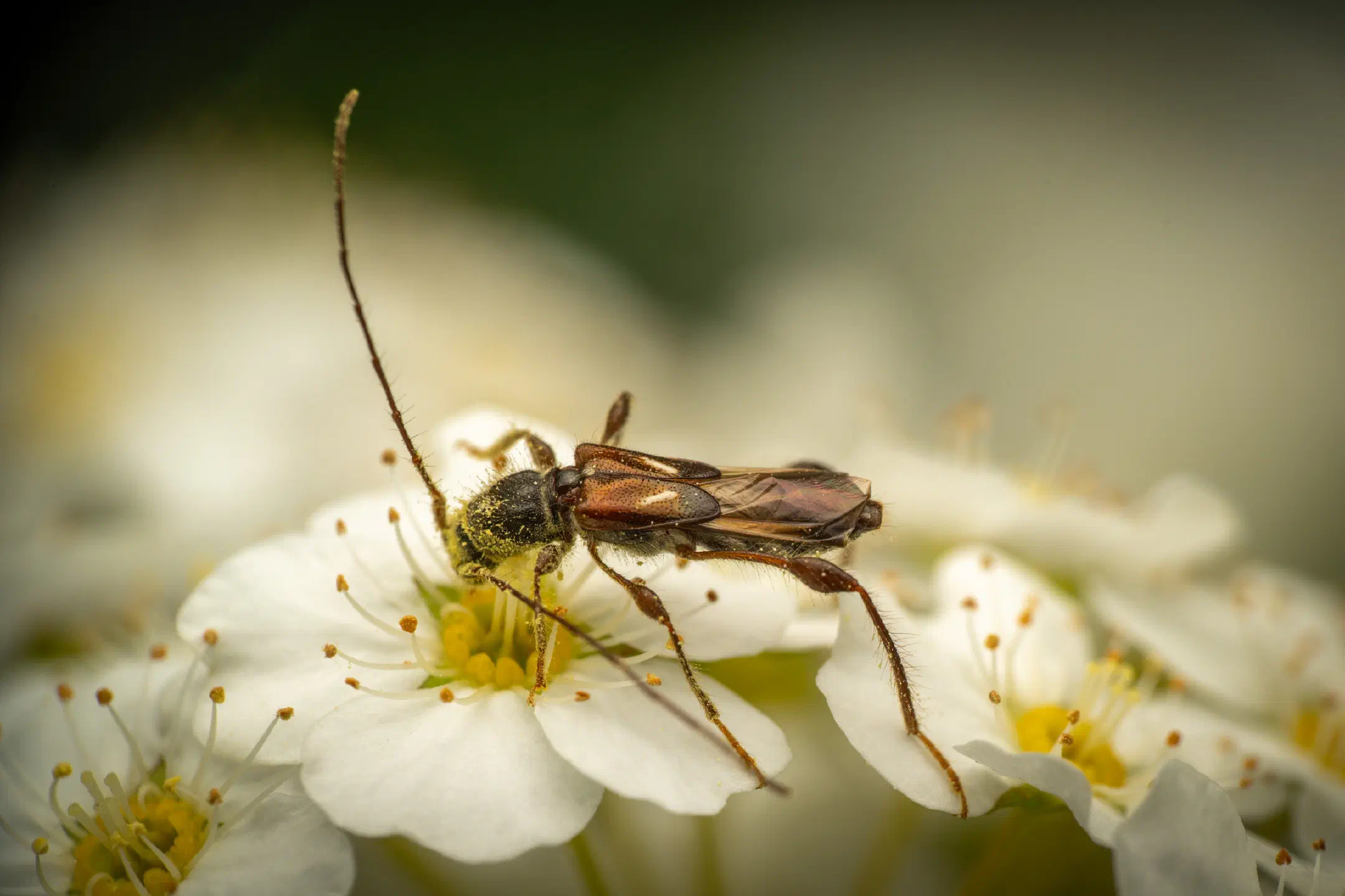 spruce shortwing beetle