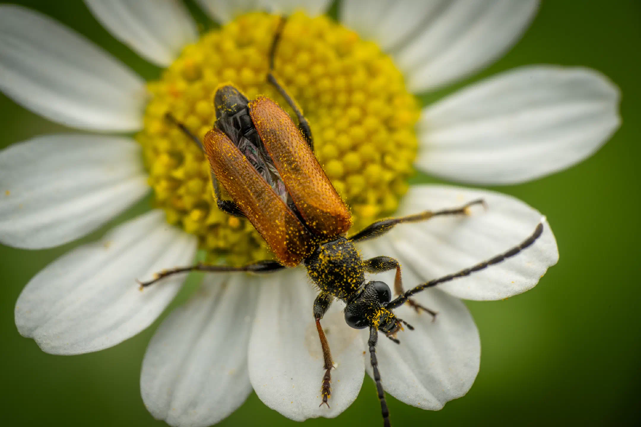 Fairy-ring Longhorn Beetle