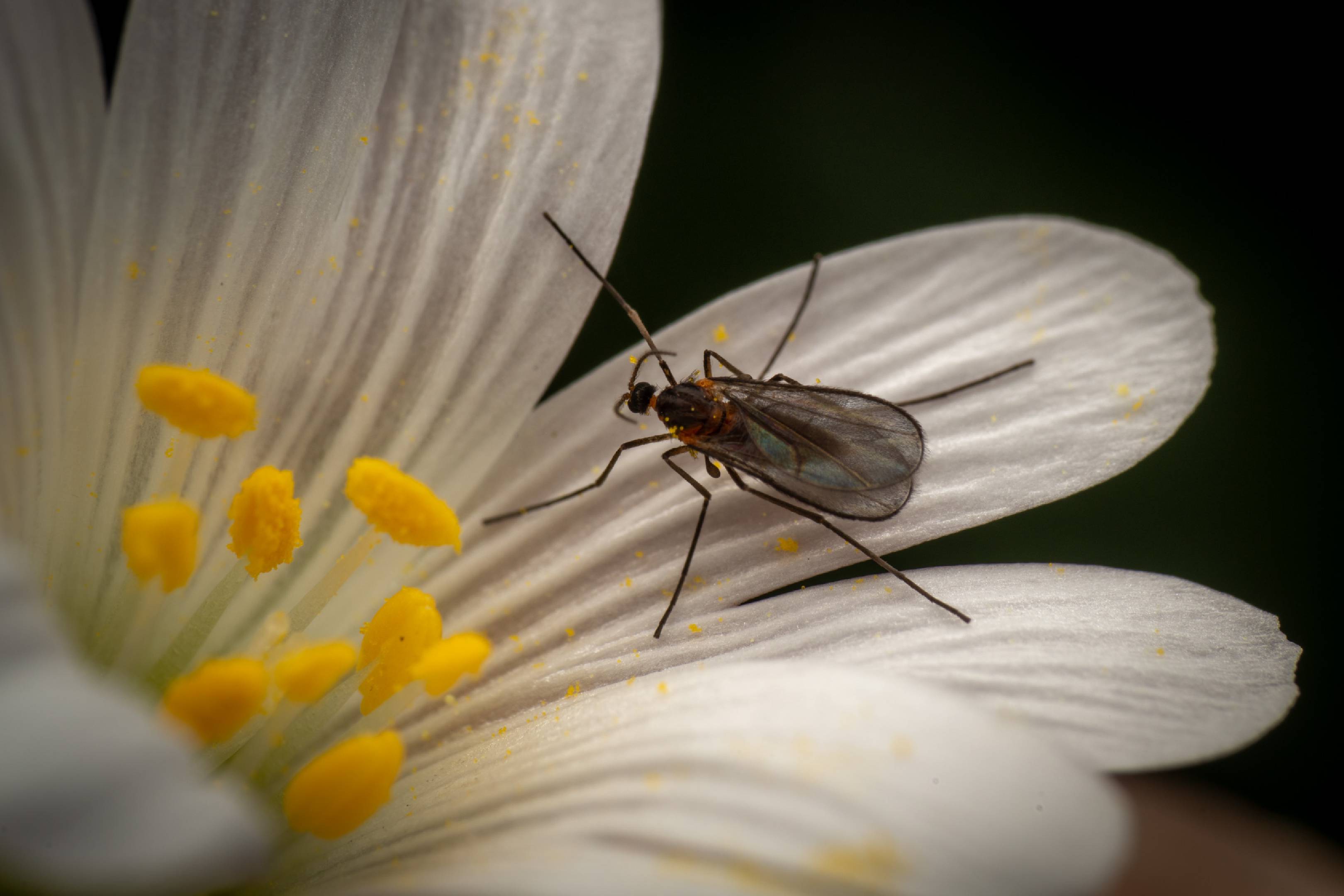 Gall and Forest Midges