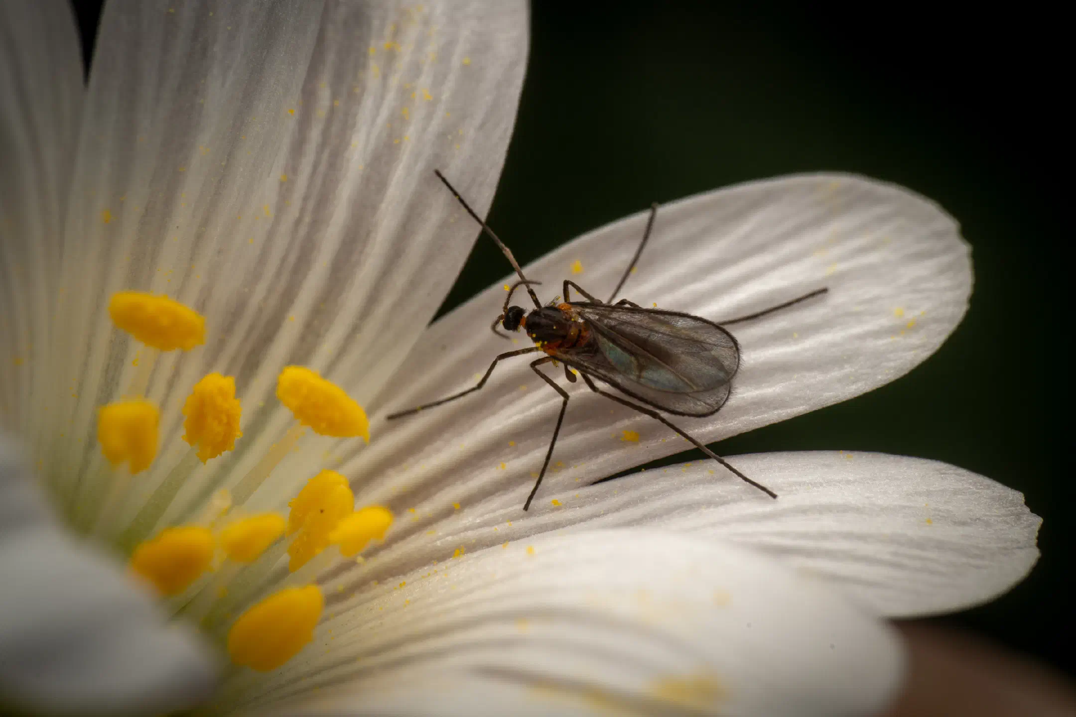 Gall and Forest Midges