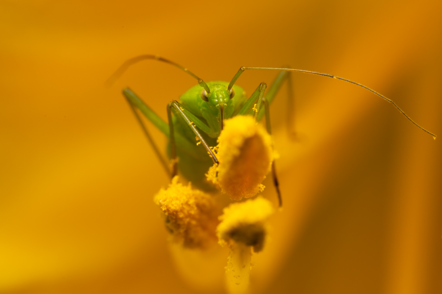 Common green capsid