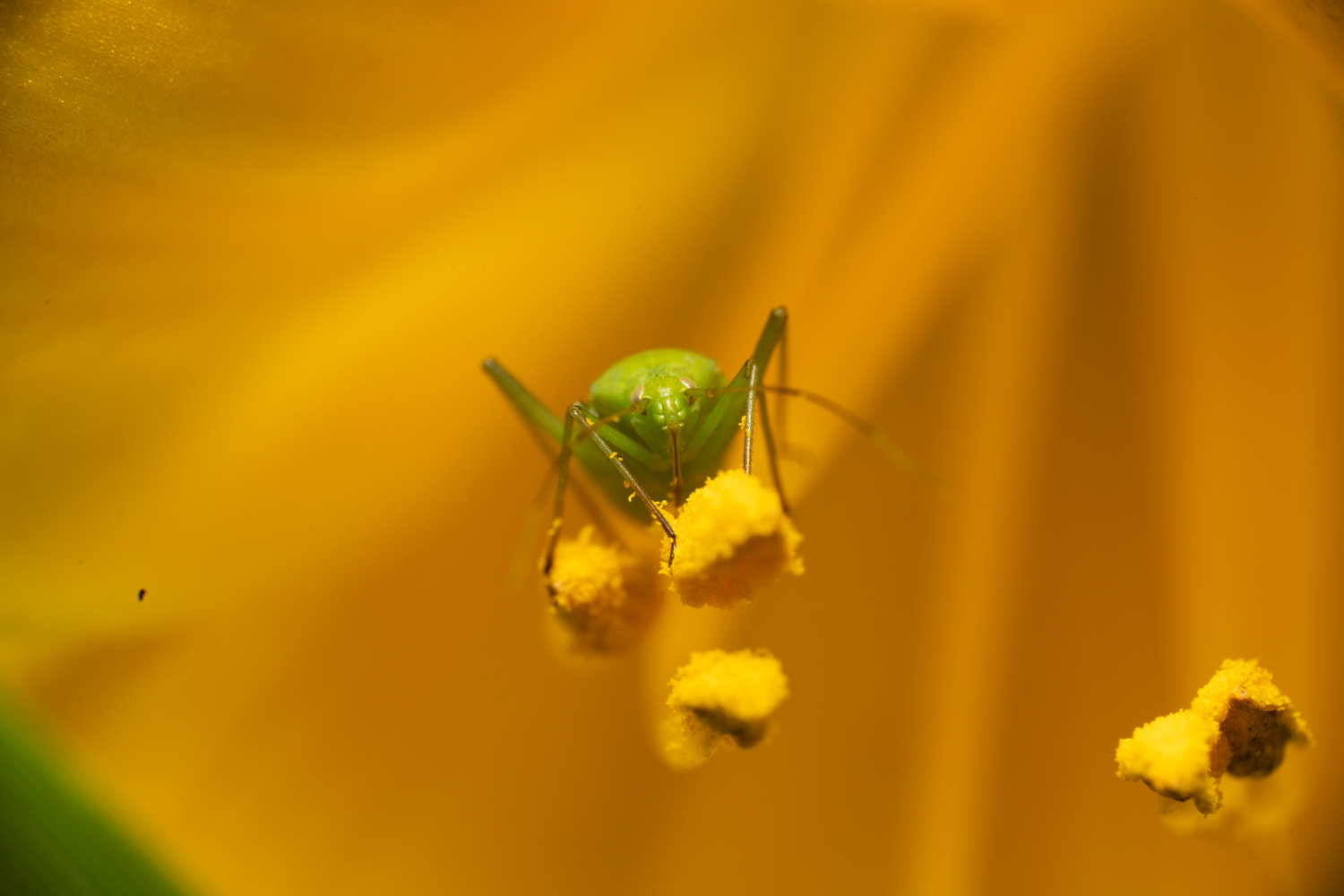 Common green capsid