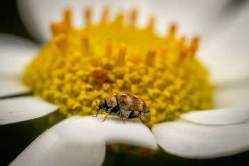 Varied Carpet Beetle | Varied Carpet Beetle