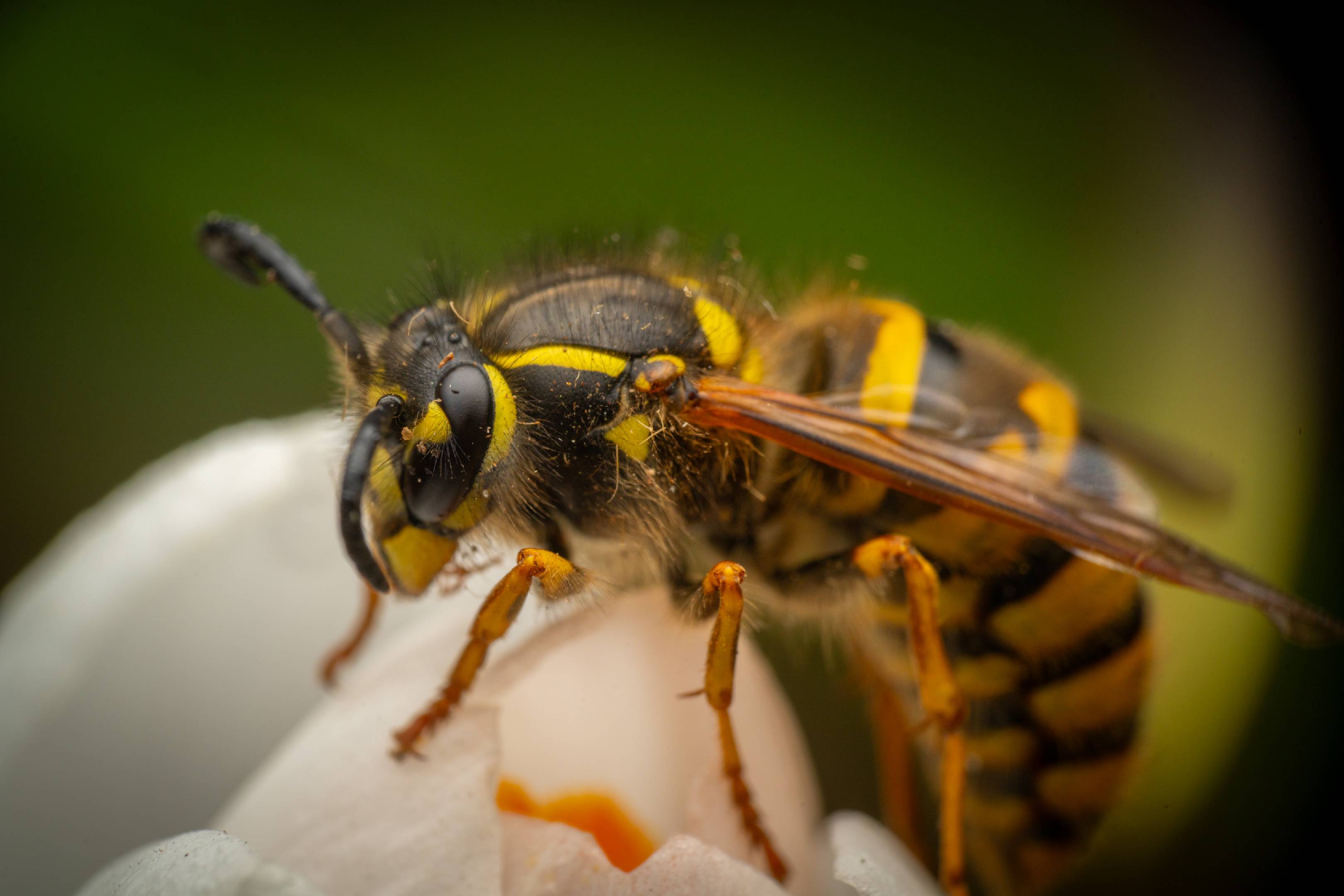 Common European Yellowjacket