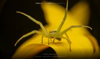 Flower crab spider