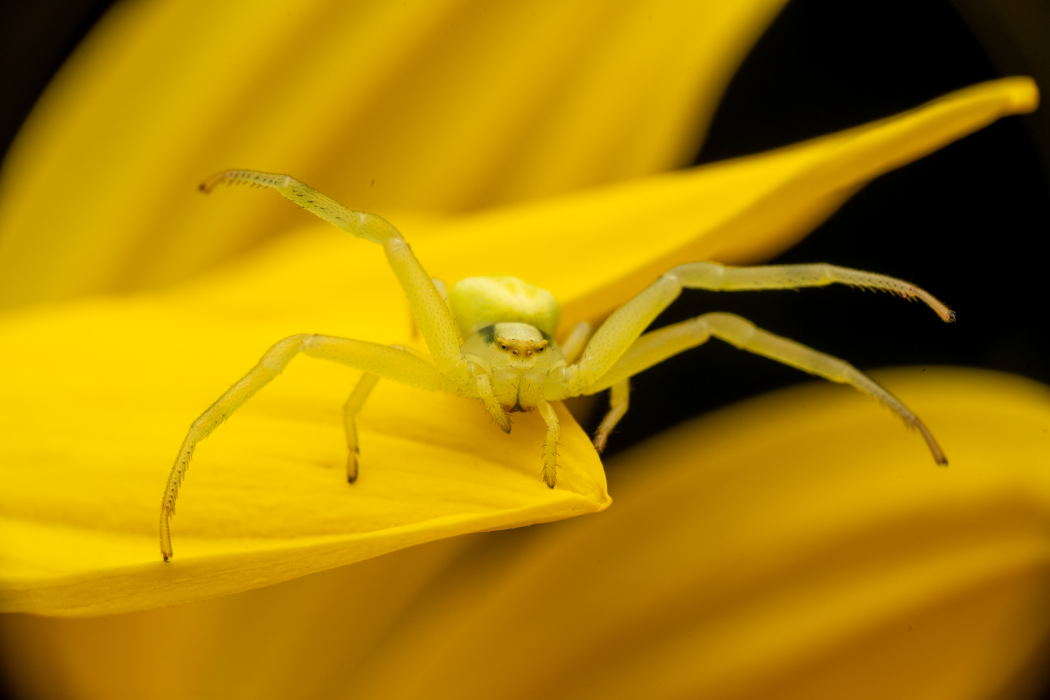 Flower crab spider