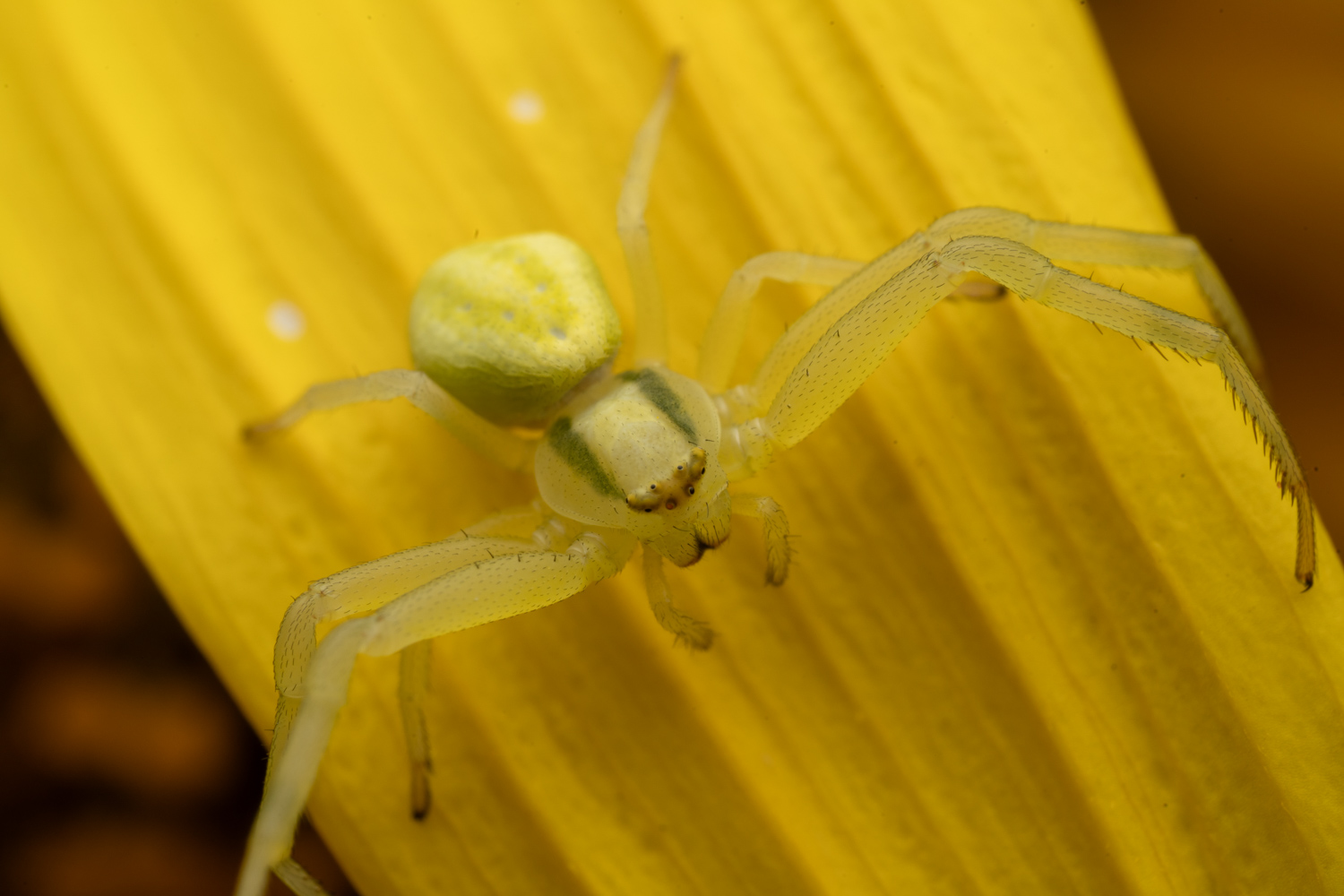 Flower crab spider