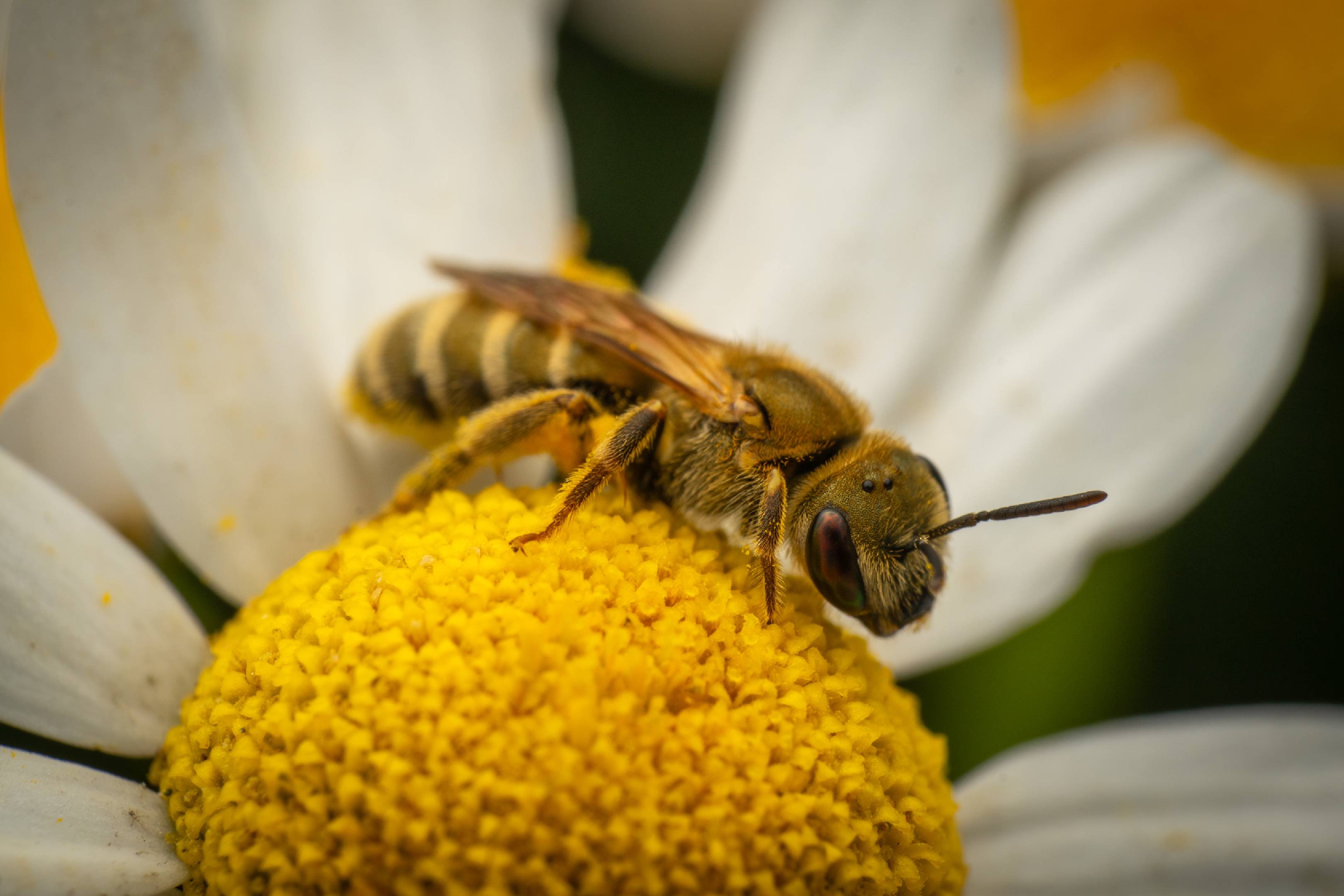 Furrow Bees | Furrow Bees