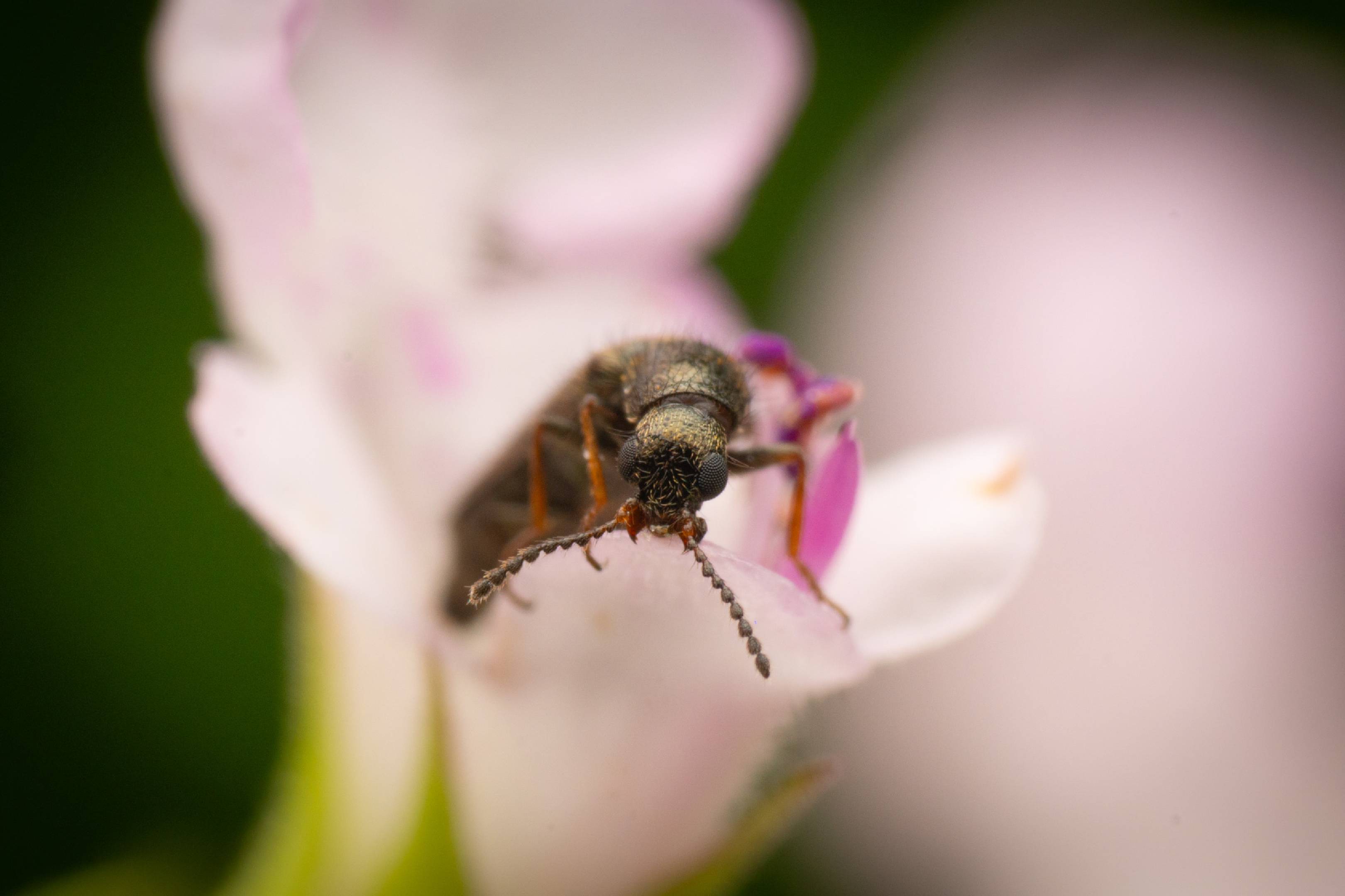 Dasytes plumbeus