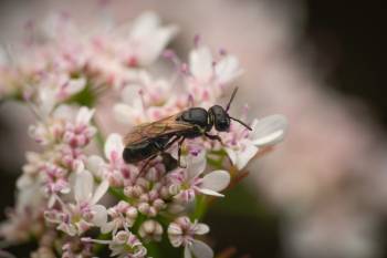 White-jawed Yellow-face Bee