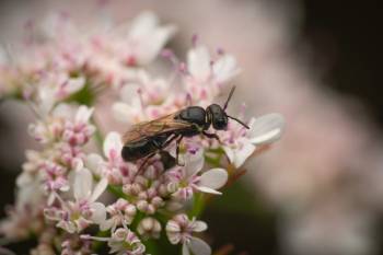 White-jawed Yellow-face Bee |  White-jawed Yellow-face Bee