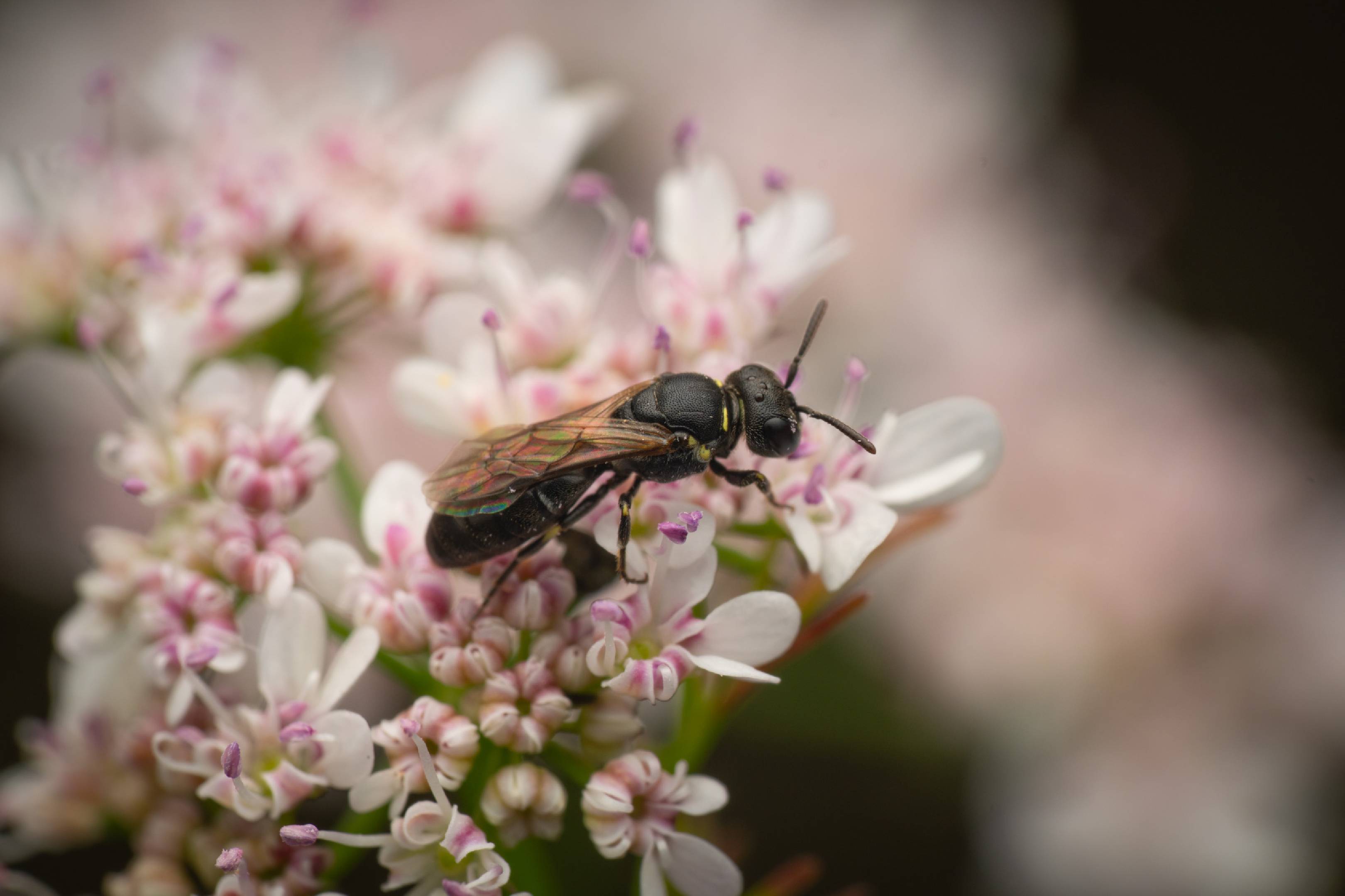 White-jawed Yellow-face Bee |  White-jawed Yellow-face Bee