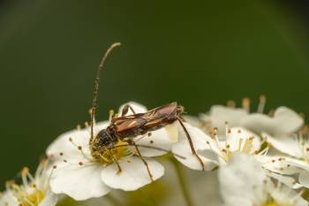 spruce shortwing beetle |  spruce shortwing beetle