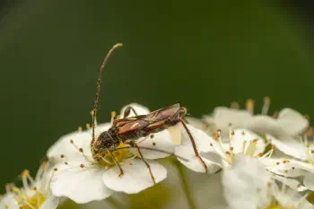 spruce shortwing beetle
