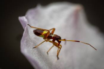 Closterotomus biclavatus |  Closterotomus biclavatus