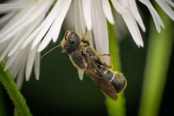Mason, Leafcutter, Carder, and Resin Bees |  Mason, Leafcutter, Carder, and Resin Bees